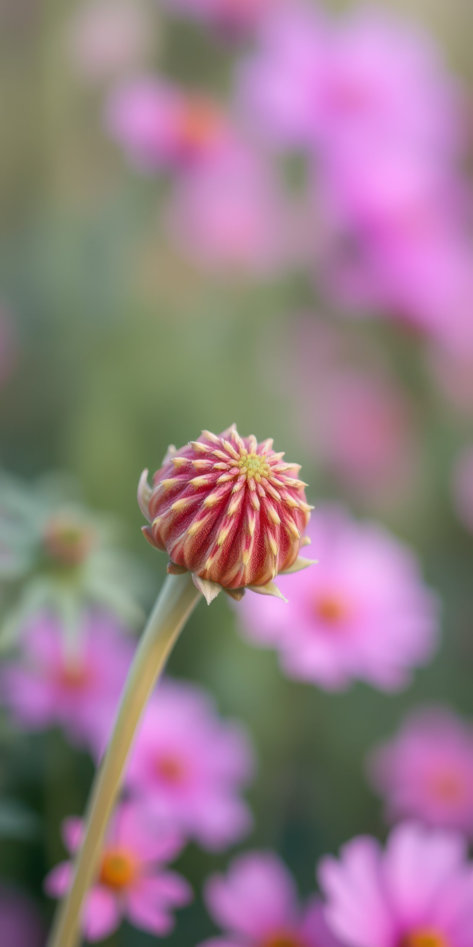 Vibrant dahlia bud stands out against a soft backdrop of pink flowers in a serene garden setting during springtime